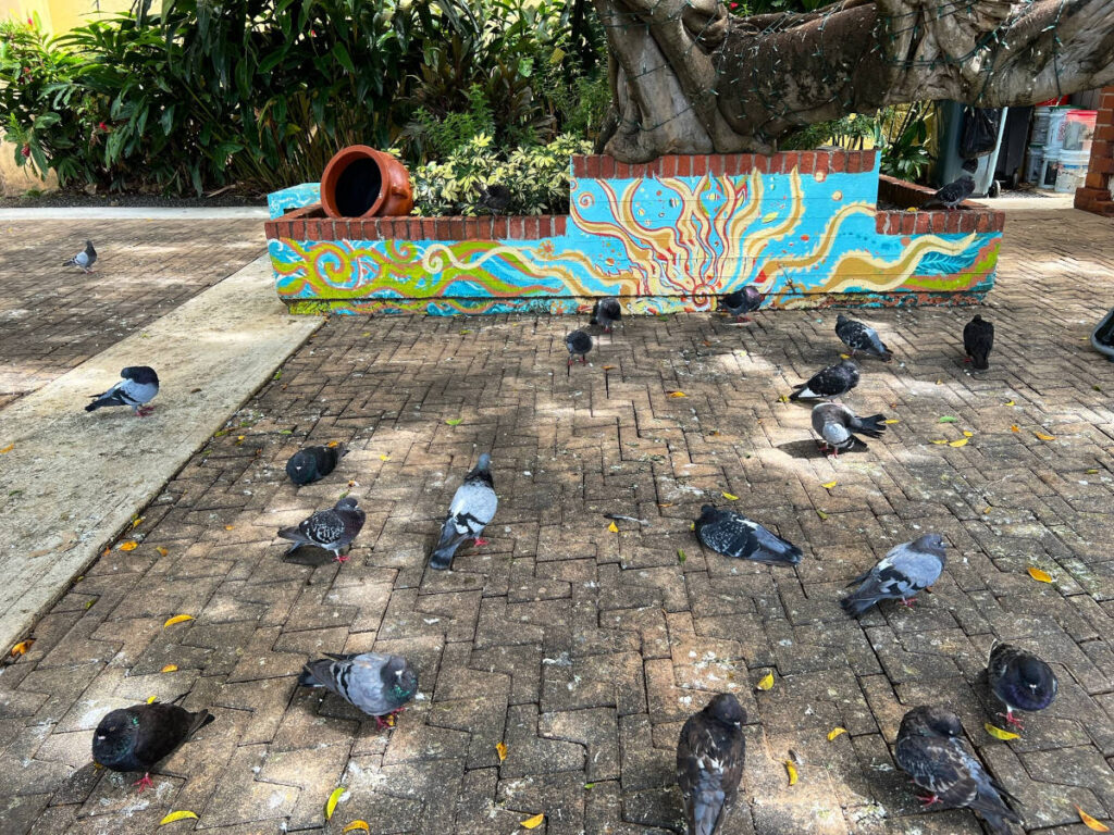 Pigeons eating at Parque de las Palomas, San Juan