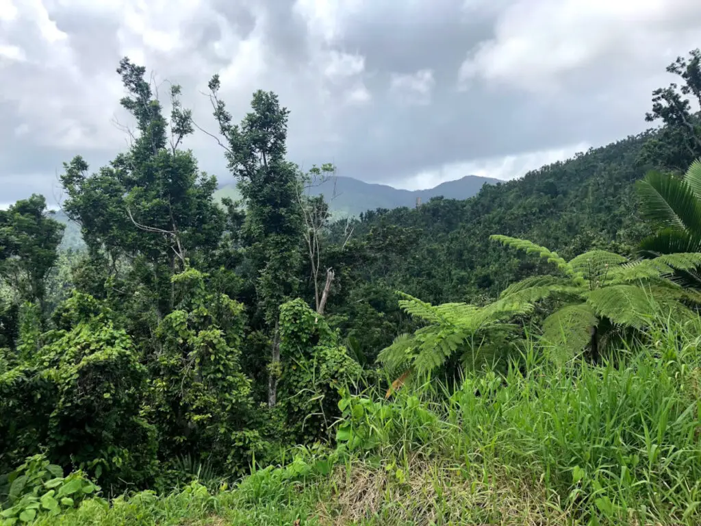 Spectacular mountain views at El Yunque