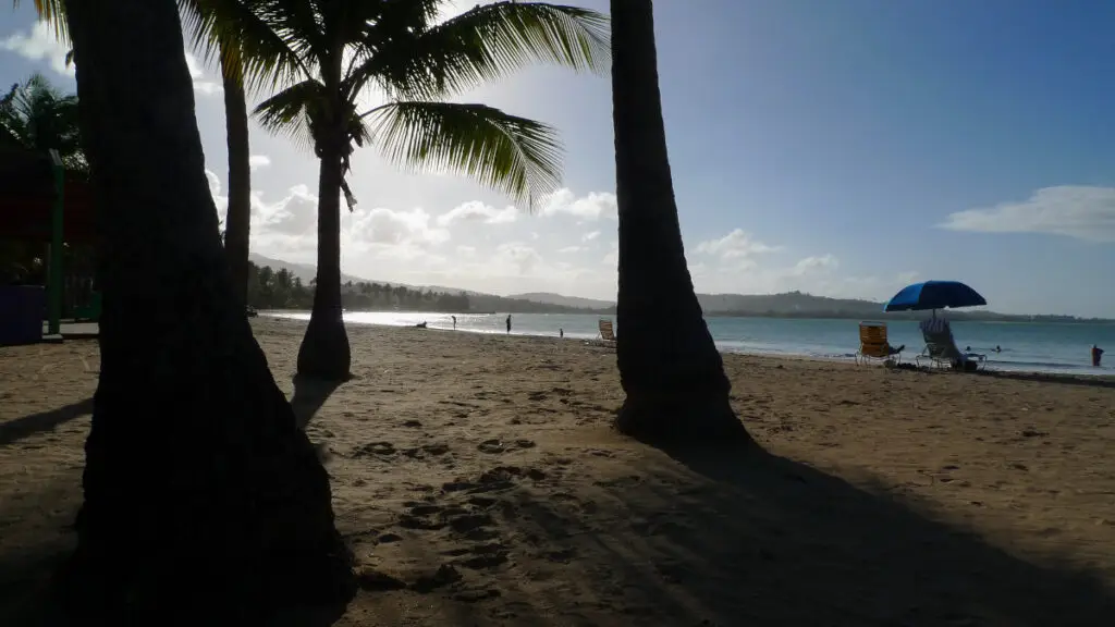 Taking the shade under a palm tree at Luquillo Beach