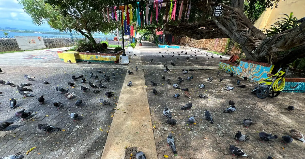 Parque de las Palomas overlooking San JUan Bay