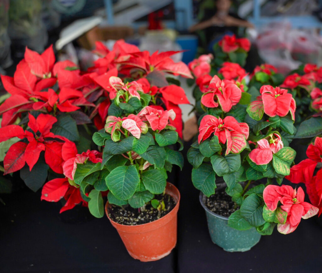 From Poinsettias to Parades: Christmas in San Juan is magical